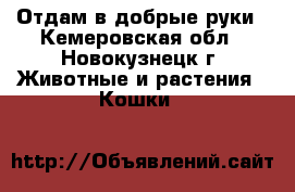 Отдам в добрые руки - Кемеровская обл., Новокузнецк г. Животные и растения » Кошки   